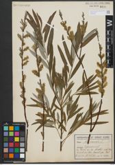 Foto von Salix viminalis L.